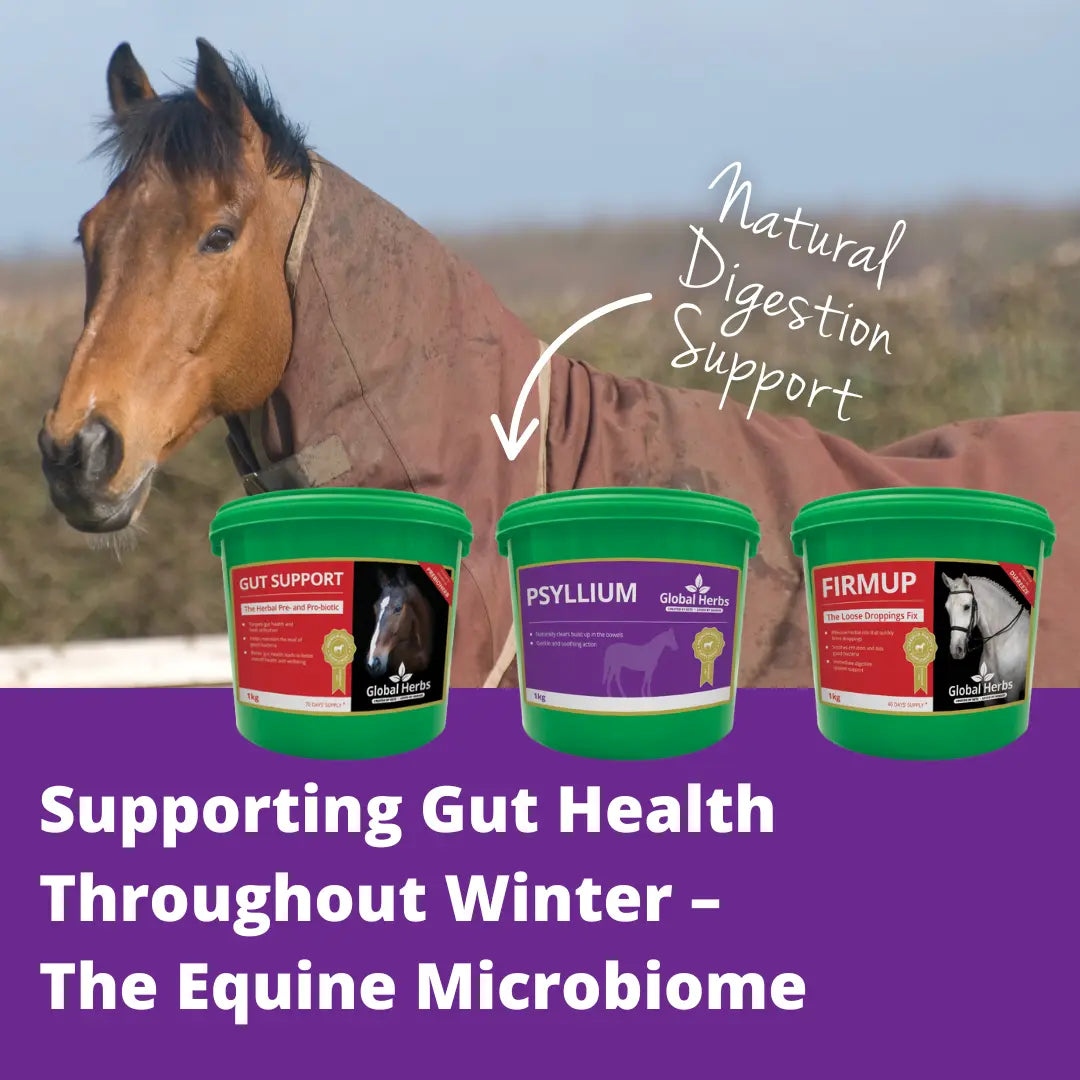 Supporting Gut Health Throughout Winter – The Equine Microbiome