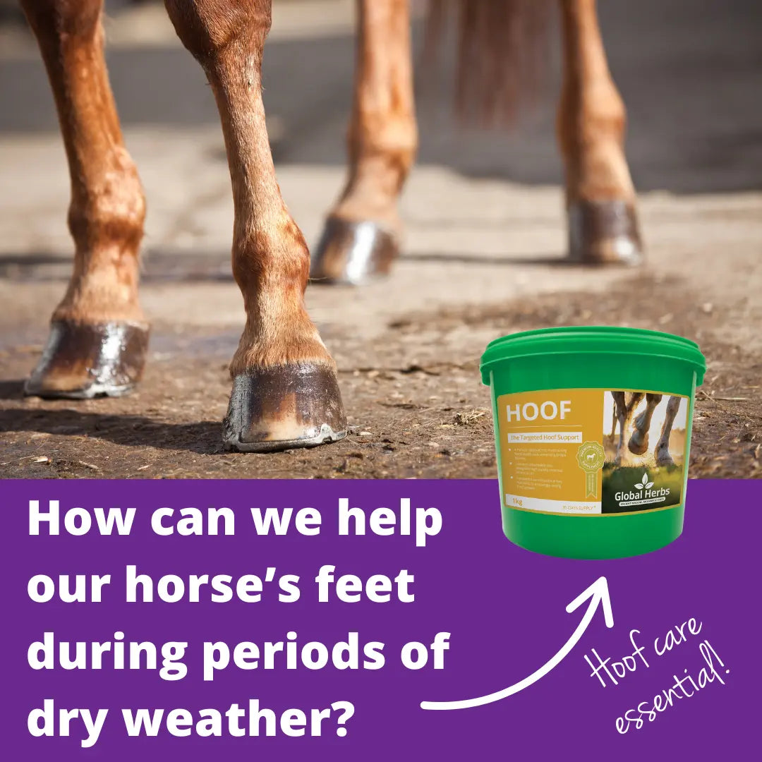 Hoof Care – How can we help our horse's feet during periods of dry weather?