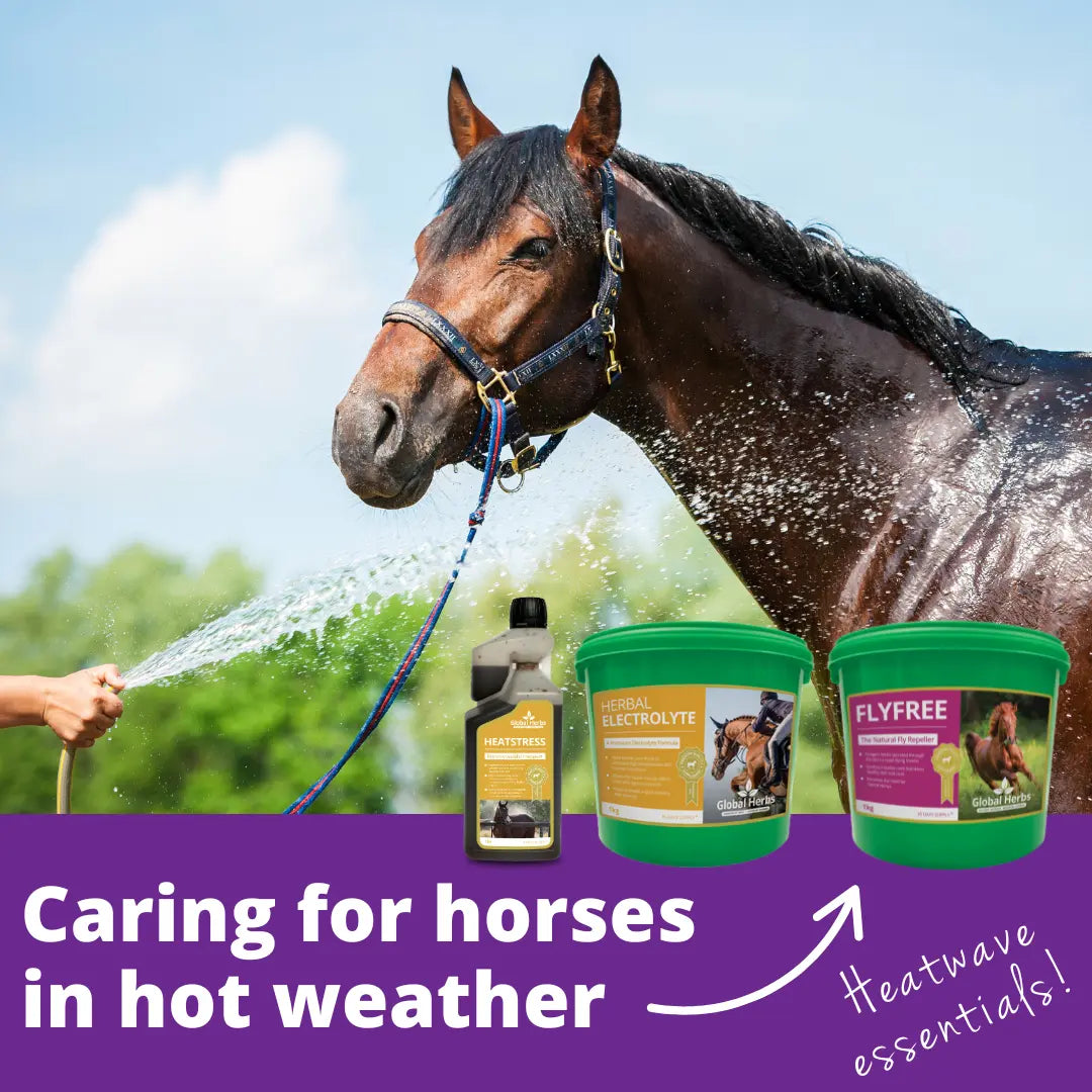 Caring for your horse in hot weather