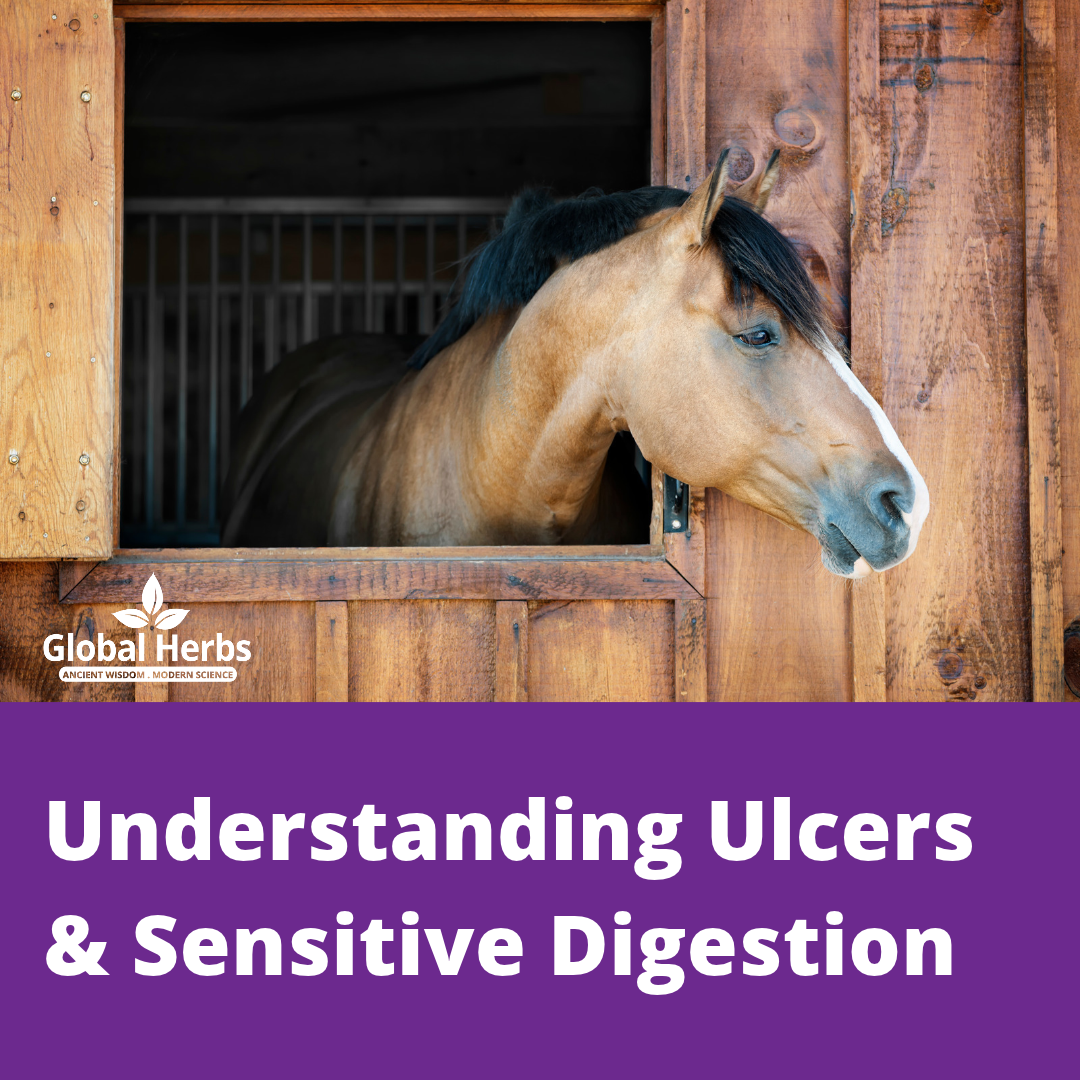 Understanding Ulcers & Sensitive Digestion
