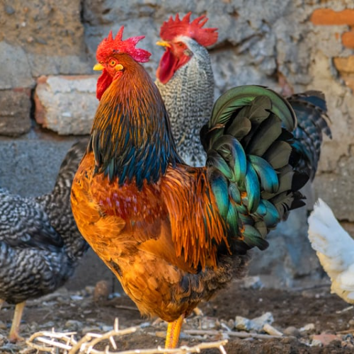 Poultry Supplements