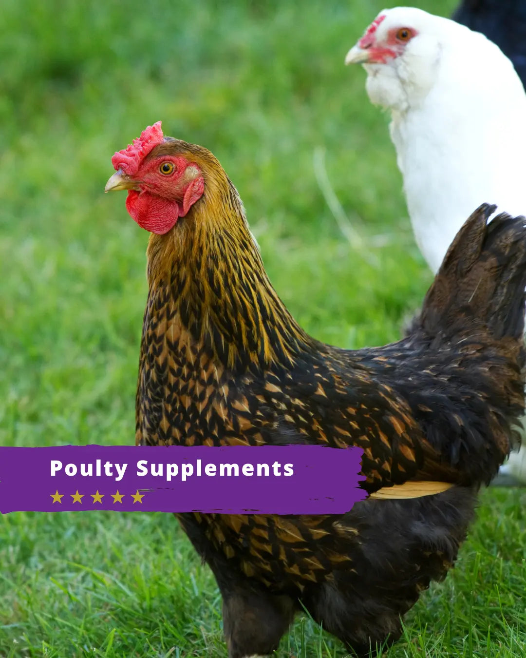 Poultry Supplements