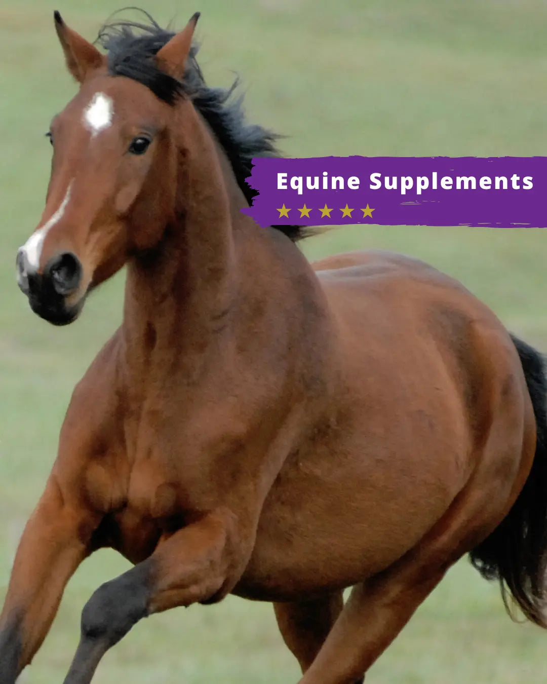 Equine Supplements