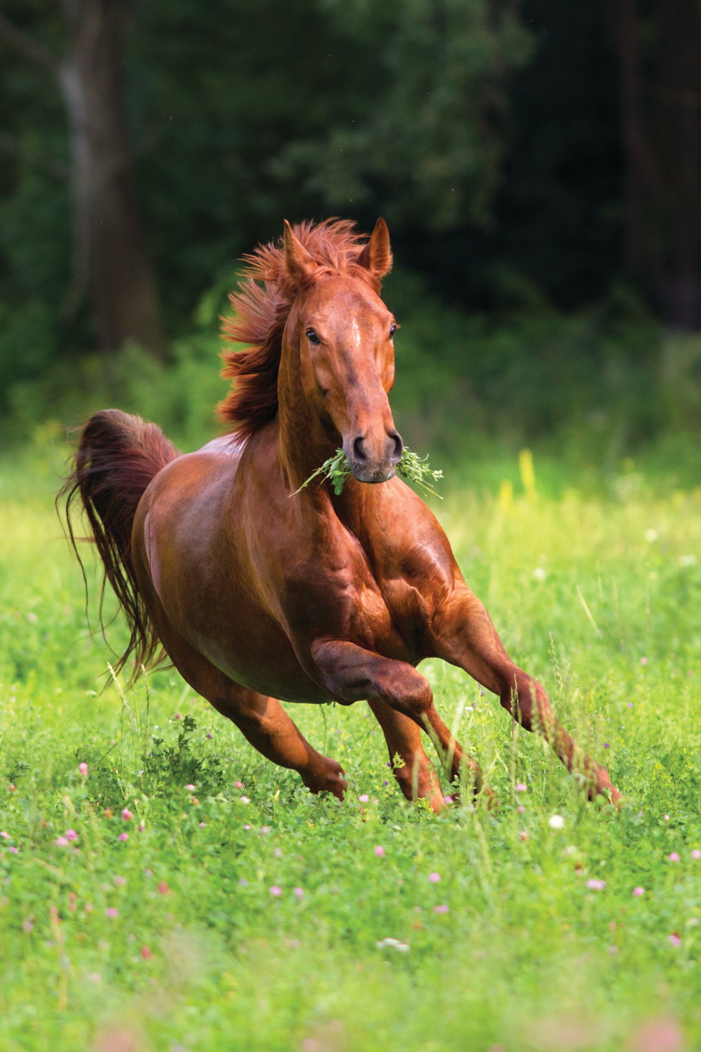Equine Supplements