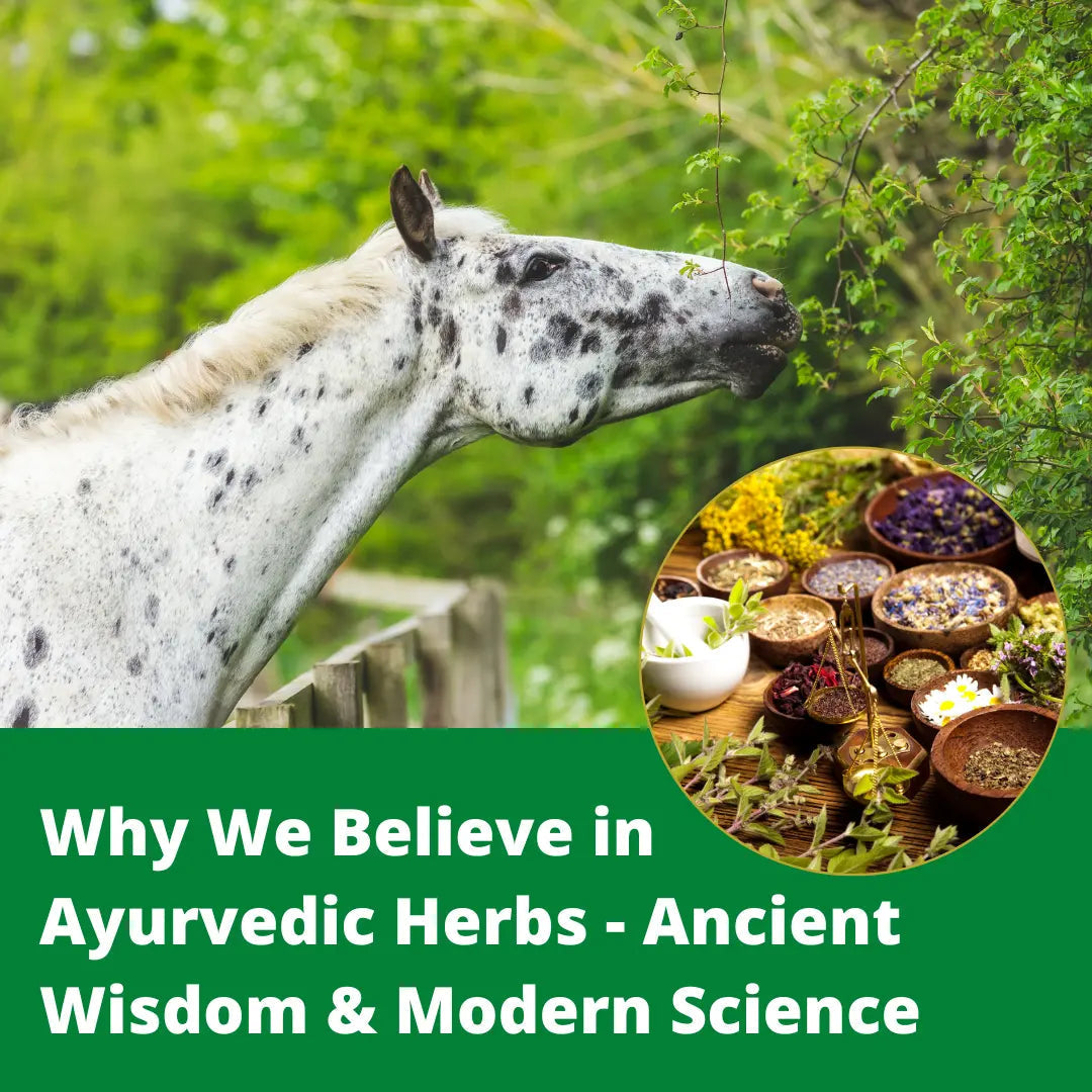 Why We Believe in Ayurvedic Herbs - Ancient Wisdom & Modern Science 