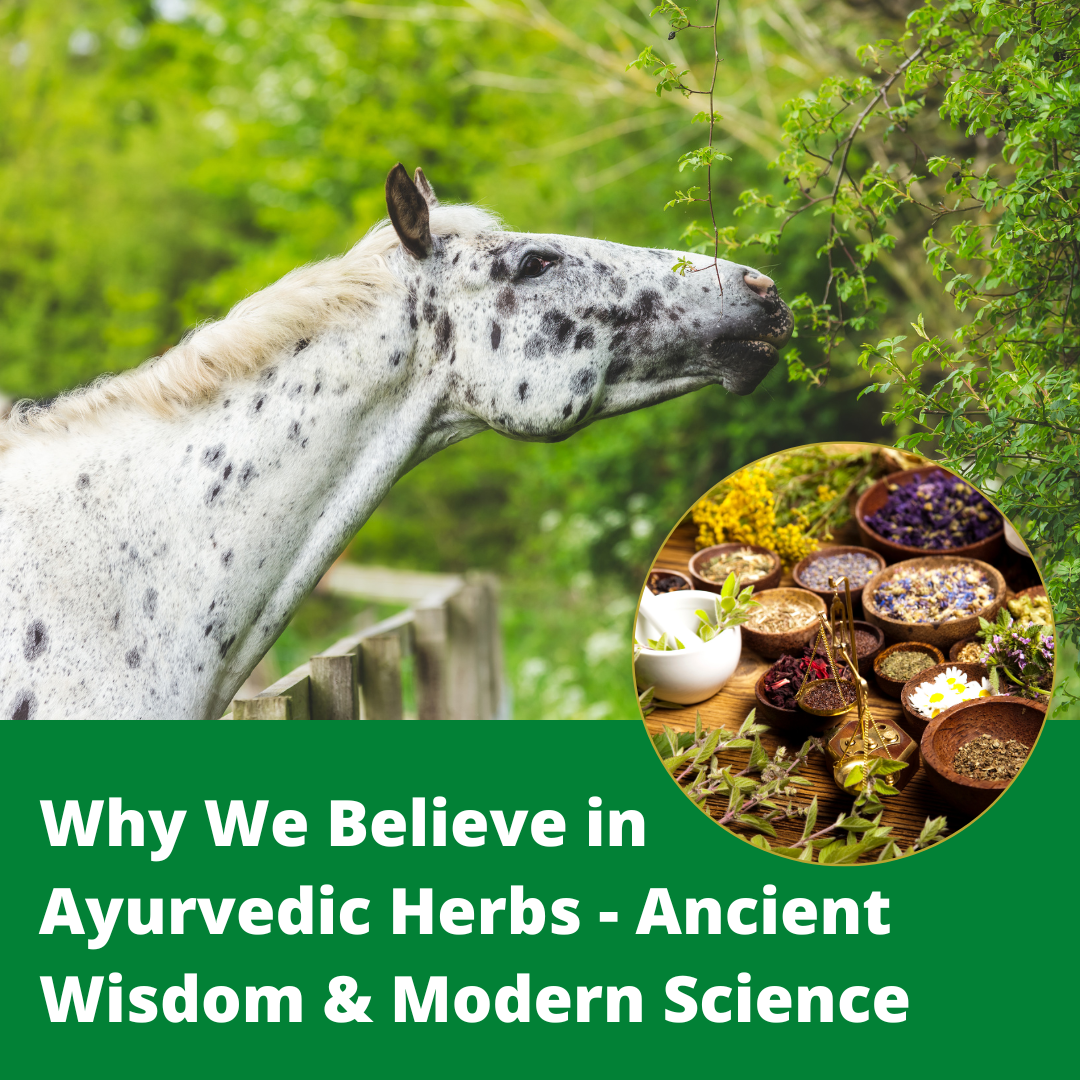 Why We Believe in Ayurvedic Herbs - Ancient Wisdom & Modern Science 