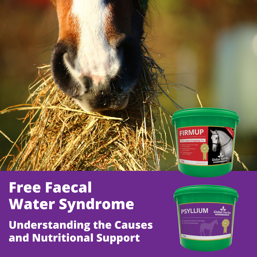 Free Faecal Water Syndrome in Horses – Understanding the Causes and Nutritional Support