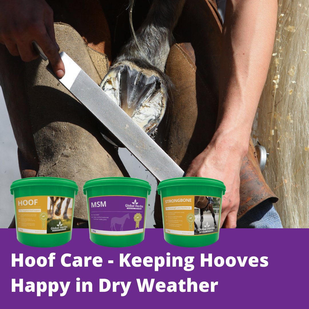 Hoof Care - Keeping Hooves Happy in Dry Weather