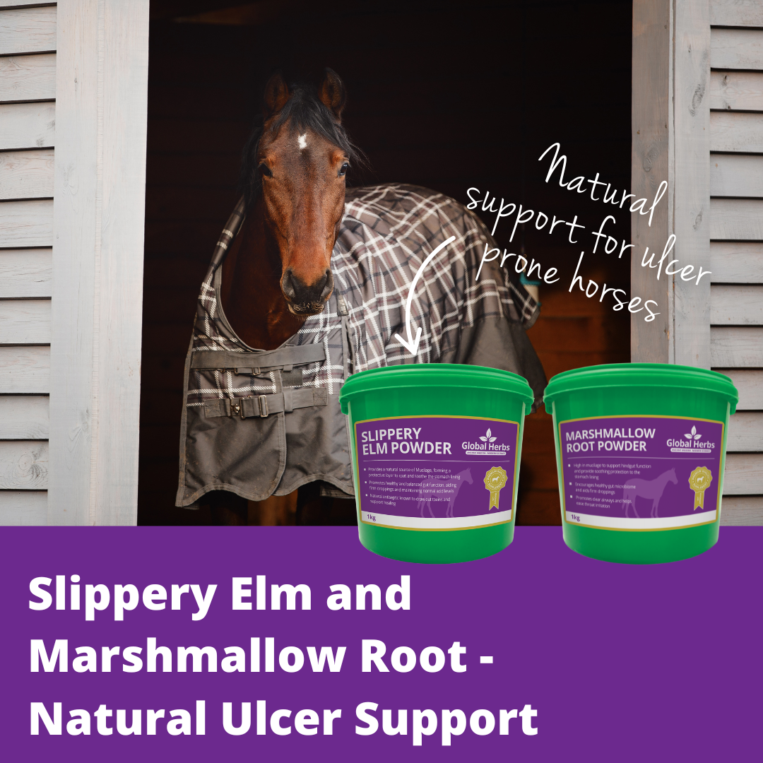 Slippery Elm and Marshmallow Root - Natural Ulcer Support