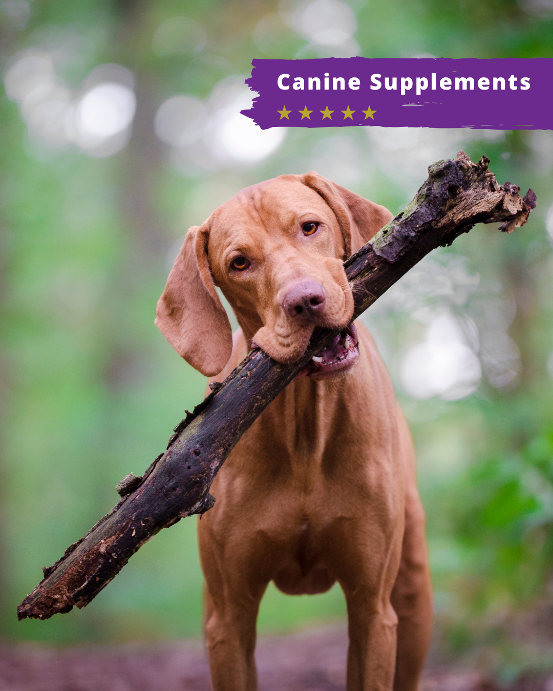 Canine Supplements